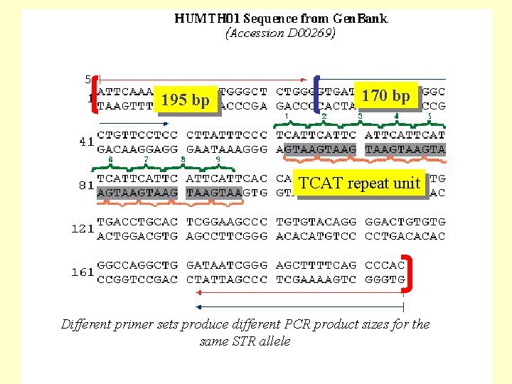 195 bp 170 bp TCAT repeat unit Different primer sets produce different PCR product