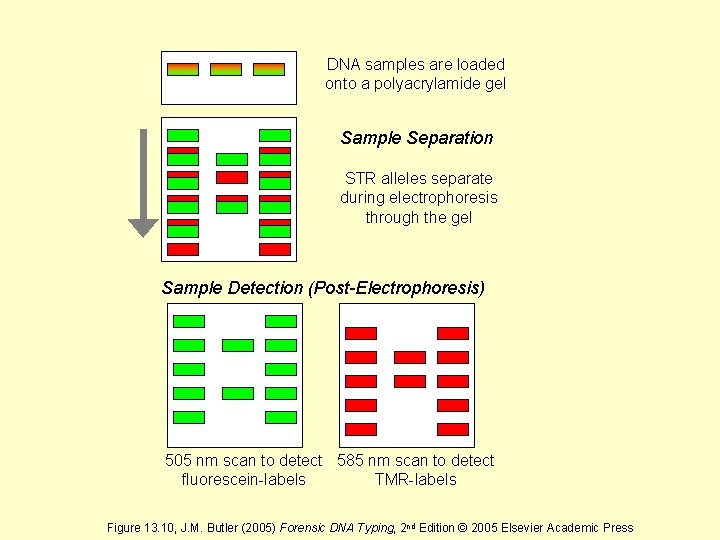 DNA samples are loaded onto a polyacrylamide gel Sample Separation STR alleles separate during