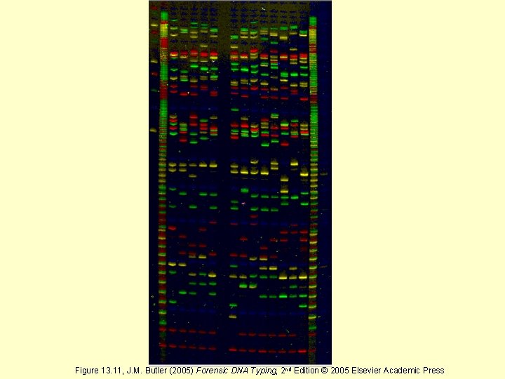 Figure 13. 11, J. M. Butler (2005) Forensic DNA Typing, 2 nd Edition ©