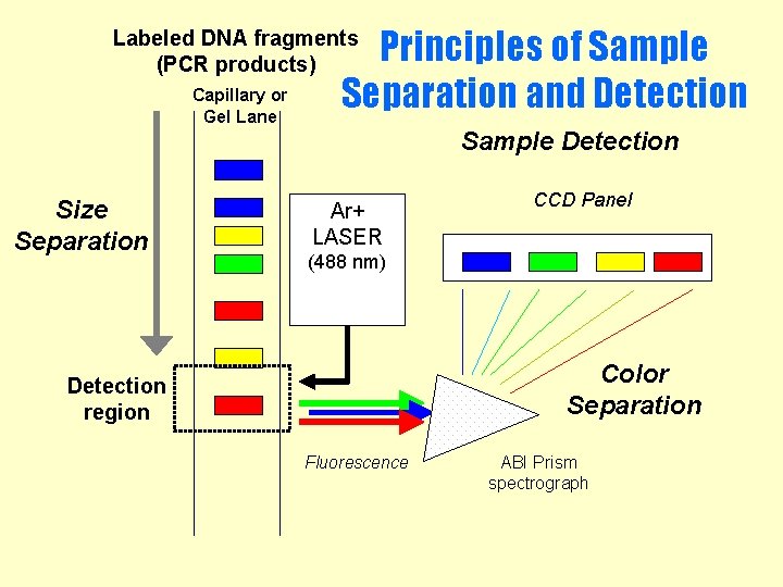 Principles of Sample Separation and Detection Labeled DNA fragments (PCR products) Capillary or Gel