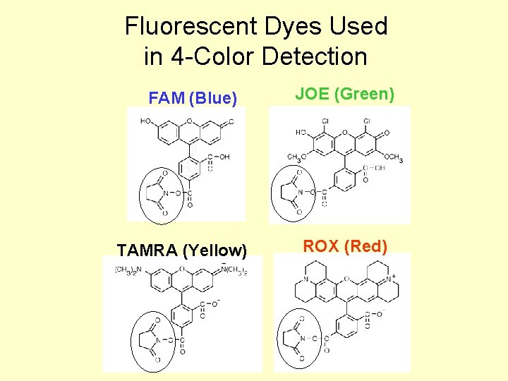Fluorescent Dyes Used in 4 -Color Detection FAM (Blue) TAMRA (Yellow) JOE (Green) ROX