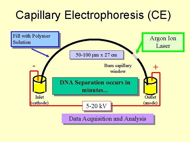 Capillary Electrophoresis (CE) Fill with Polymer Solution Argon Ion Laser 50 -100 m x