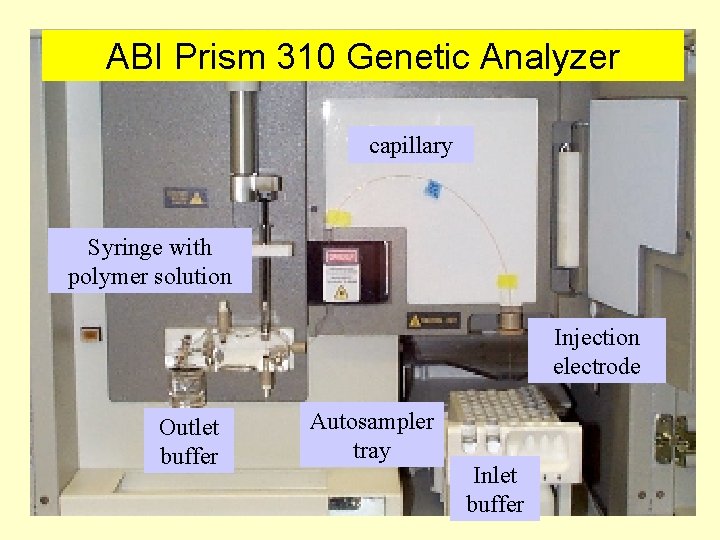 ABI Prism 310 Genetic Analyzer capillary Syringe with polymer solution Injection electrode Outlet buffer