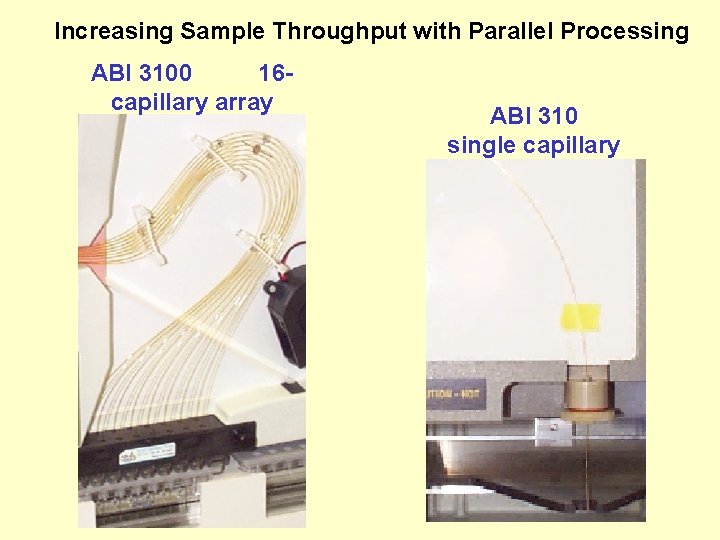 Increasing Sample Throughput with Parallel Processing ABI 3100 16 capillary array ABI 310 single