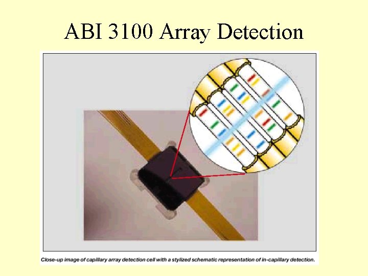 ABI 3100 Array Detection 