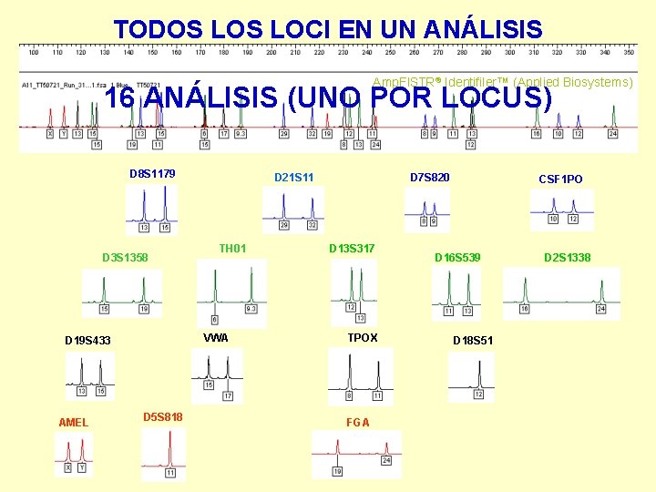 TODOS LOCI EN UN ANÁLISIS Amp. Fl. STR® Identifiler™ (Applied Biosystems) 16 ANÁLISIS (UNO