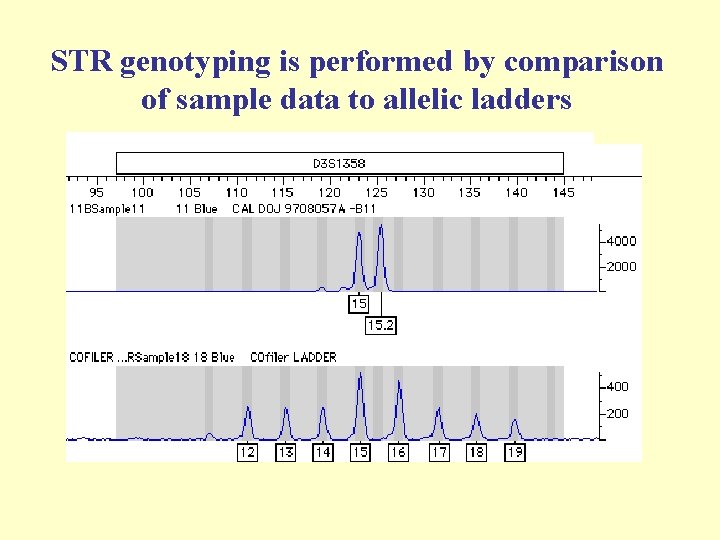 STR genotyping is performed by comparison of sample data to allelic ladders 