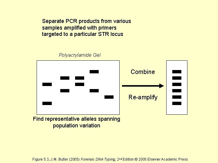 Separate PCR products from various samples amplified with primers targeted to a particular STR