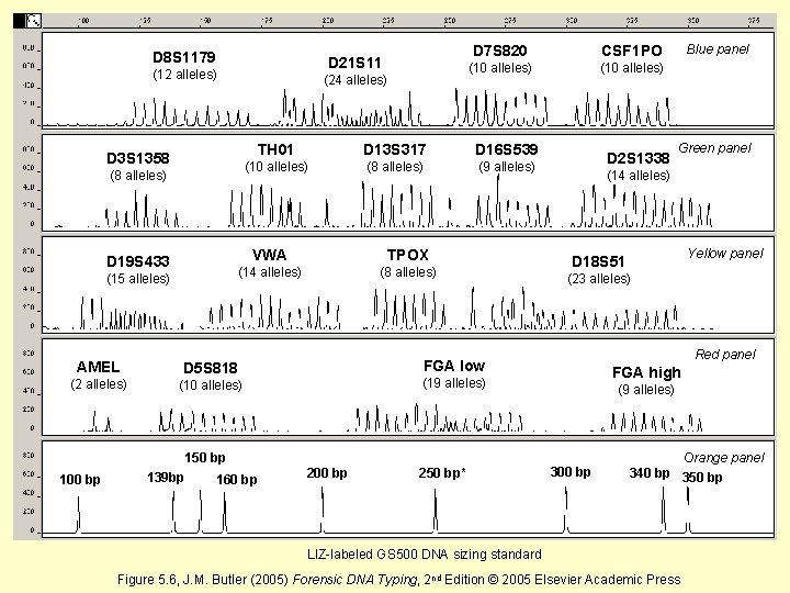 D 8 S 1179 D 21 S 11 (12 alleles) (24 alleles) D 3