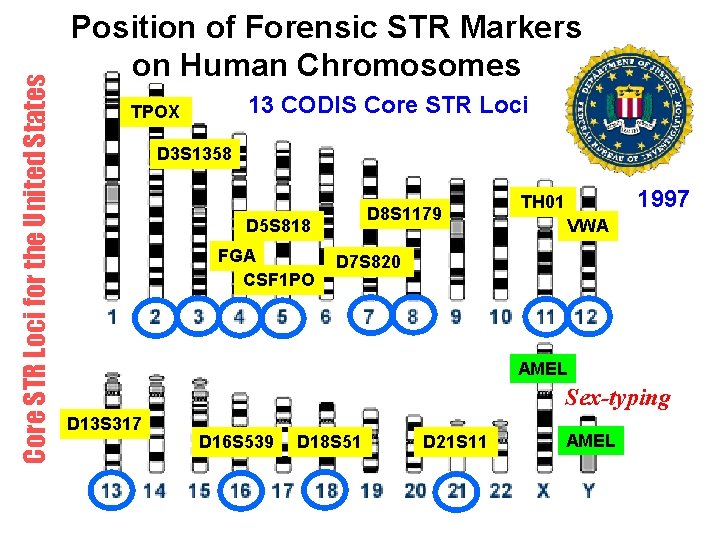 Core STR Loci for the United States Position of Forensic STR Markers on Human