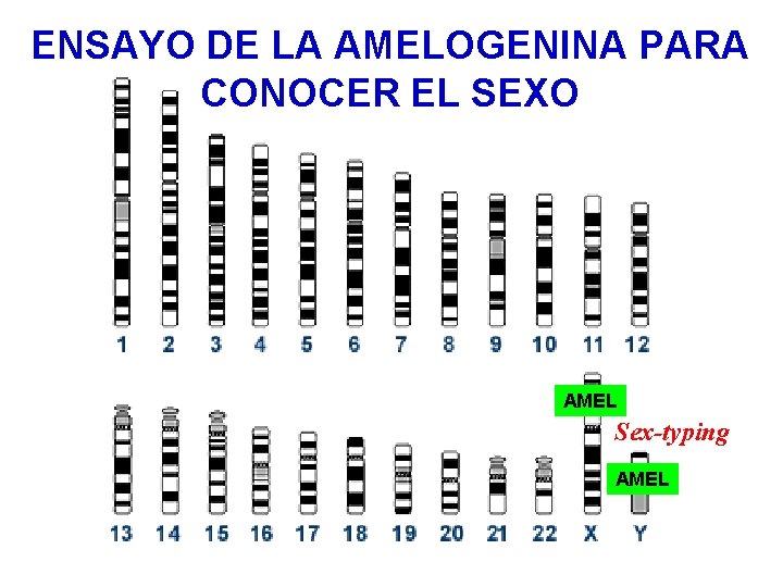 ENSAYO DE LA AMELOGENINA PARA CONOCER EL SEXO AMEL Sex-typing AMEL 