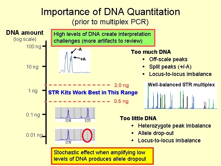 Importance of DNA Quantitation (prior to multiplex PCR) DNA amount (log scale) 100 ng