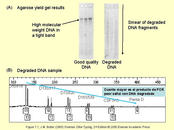 (A) Agarose yield gel results Smear of degraded DNA fragments High molecular weight DNA