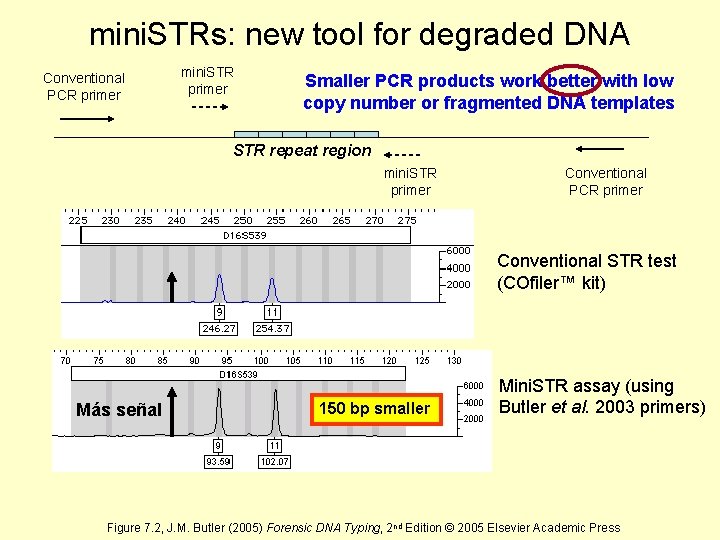mini. STRs: new tool for degraded DNA Conventional PCR primer mini. STR primer Smaller