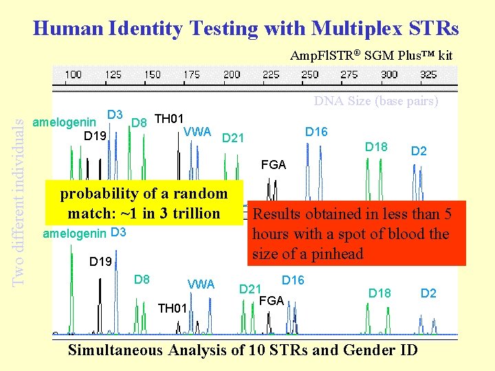 Human Identity Testing with Multiplex STRs Two different individuals Amp. Fl. STR® SGM Plus™