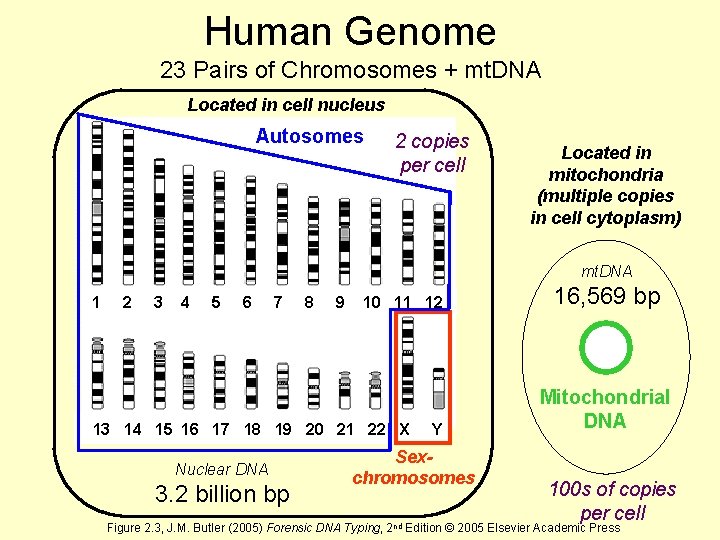 Human Genome 23 Pairs of Chromosomes + mt. DNA Located in cell nucleus http: