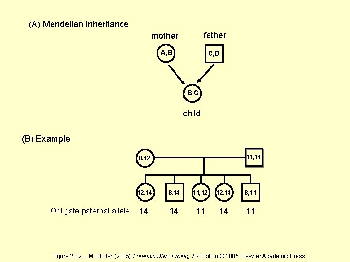 (A) Mendelian Inheritance mother father A, B C, D B, C child (B) Example