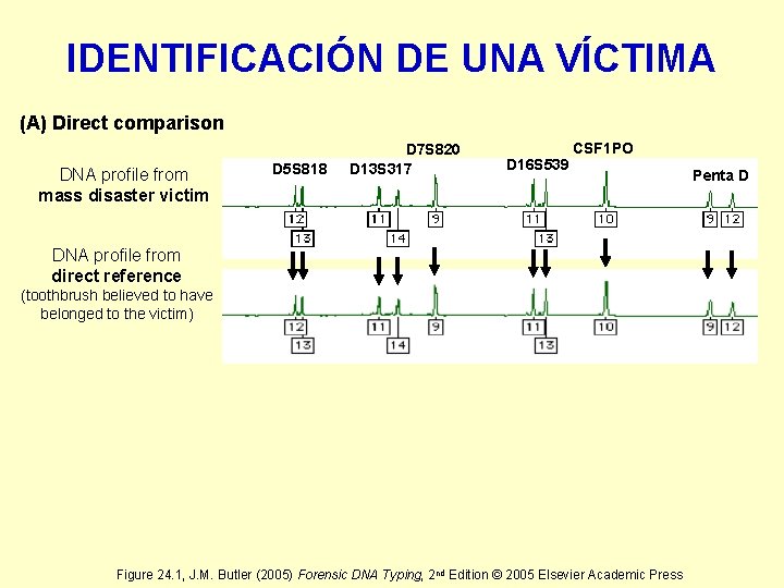 IDENTIFICACIÓN DE UNA VÍCTIMA (A) Direct comparison DNA profile from mass disaster victim D
