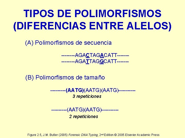 TIPOS DE POLIMORFISMOS (DIFERENCIAS ENTRE ALELOS) (A) Polimorfismos de secuencia ----AGACTAGACATT-------AGATTAGGCATT------- (B) Polimorfismos de