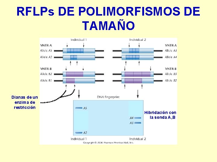 RFLPs DE POLIMORFISMOS DE TAMAÑO Dianas de un enzima de restricción Hibridación con la