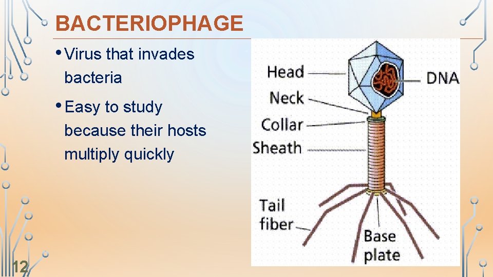 BACTERIOPHAGE • Virus that invades bacteria • Easy to study because their hosts multiply
