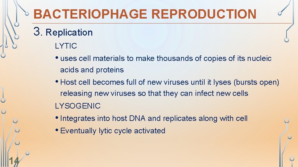 BACTERIOPHAGE REPRODUCTION 3. Replication LYTIC • uses cell materials to make thousands of copies