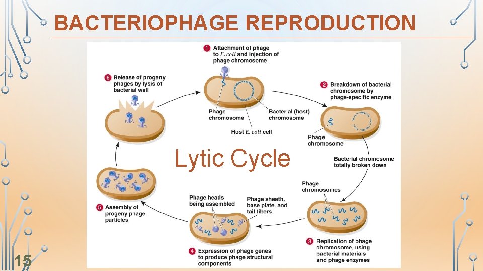 BACTERIOPHAGE REPRODUCTION Lytic Cycle 15 