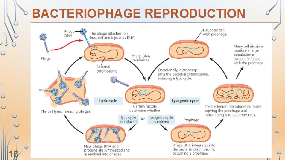 BACTERIOPHAGE REPRODUCTION 16 
