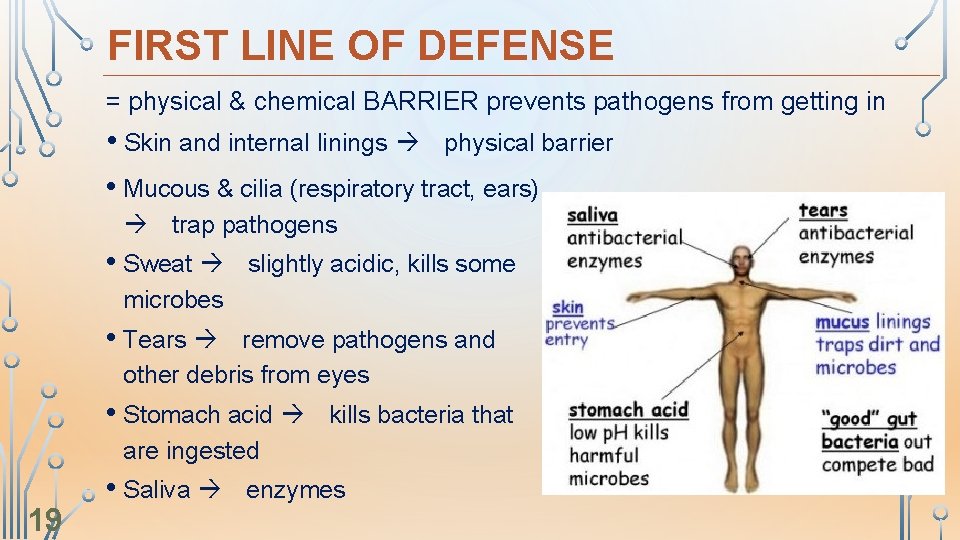 FIRST LINE OF DEFENSE = physical & chemical BARRIER prevents pathogens from getting in