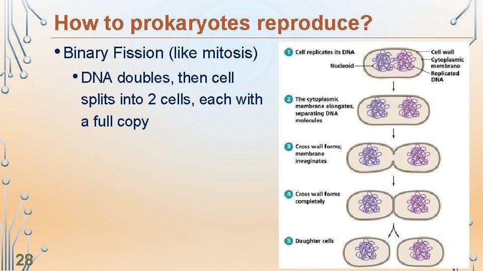 How to prokaryotes reproduce? • Binary Fission (like mitosis) • DNA doubles, then cell