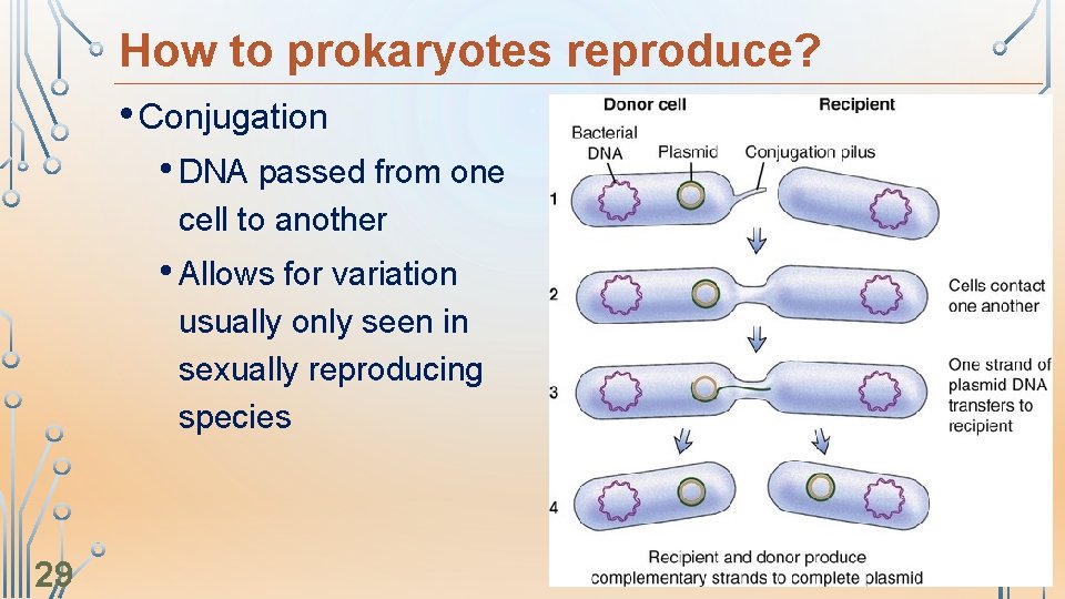 How to prokaryotes reproduce? • Conjugation • DNA passed from one cell to another