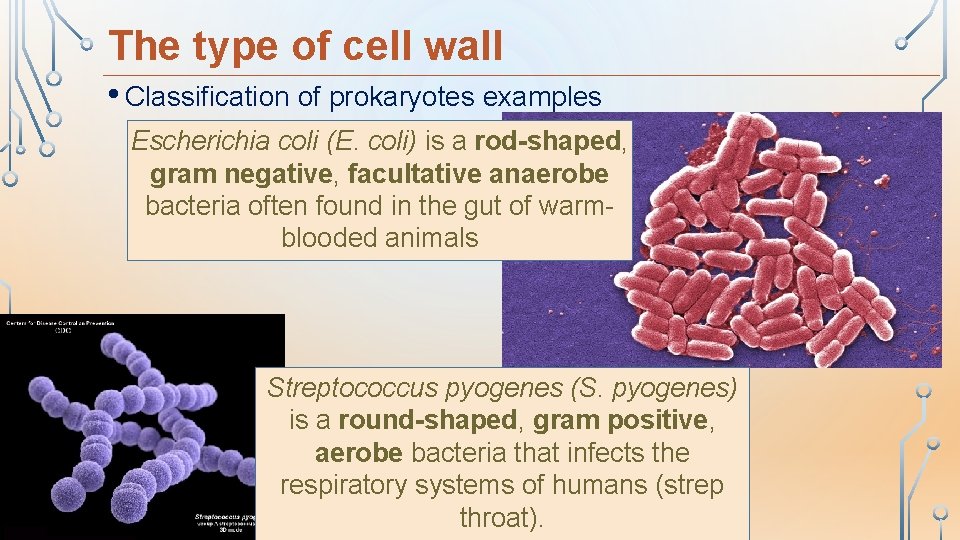 The type of cell wall • Classification of prokaryotes examples Escherichia coli (E. coli)