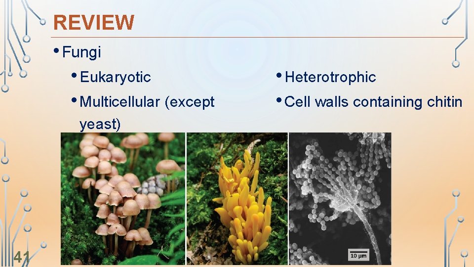 REVIEW • Fungi • Eukaryotic • Multicellular (except yeast) 41 • Heterotrophic • Cell