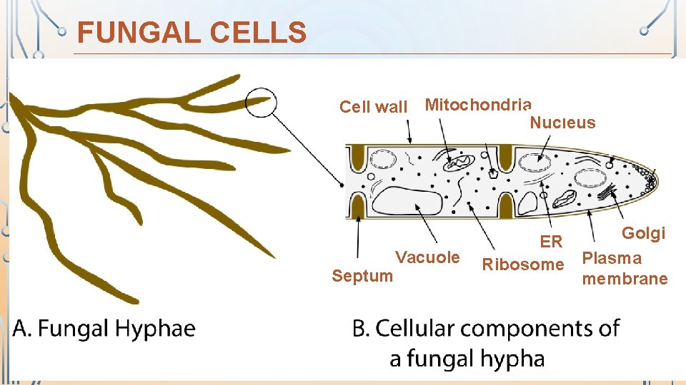 FUNGAL CELLS Cell wall Mitochondria Nucleus Septum 43 Vacuole Golgi ER Ribosome Plasma membrane
