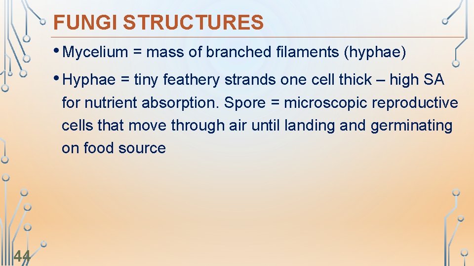 FUNGI STRUCTURES • Mycelium = mass of branched filaments (hyphae) • Hyphae = tiny