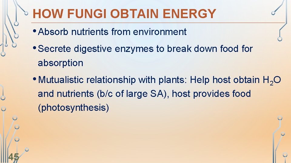 HOW FUNGI OBTAIN ENERGY • Absorb nutrients from environment • Secrete digestive enzymes to
