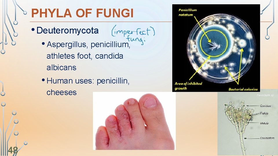 PHYLA OF FUNGI • Deuteromycota • Aspergillus, penicillium, athletes foot, candida albicans • Human