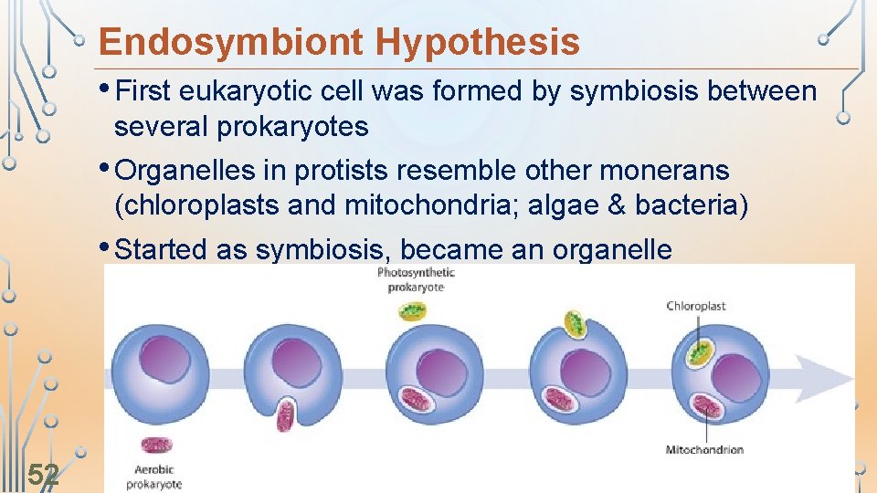 Endosymbiont Hypothesis • First eukaryotic cell was formed by symbiosis between several prokaryotes •