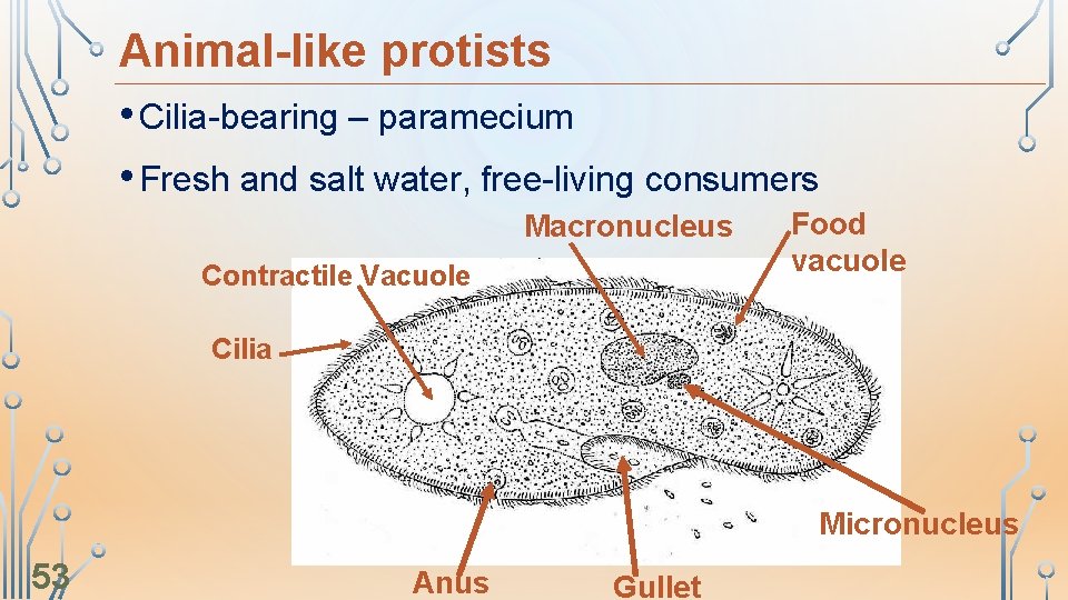 Animal-like protists • Cilia-bearing – paramecium • Fresh and salt water, free-living consumers Macronucleus