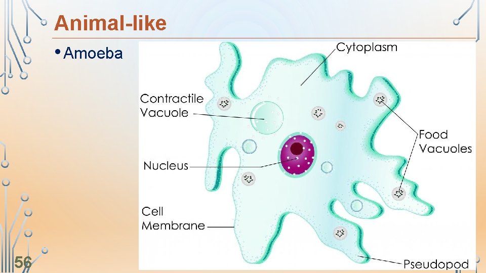 Animal-like • Amoeba 56 