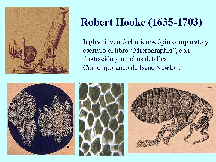 Robert Hooke (1635 -1703) Inglés, inventó el microscópio compuesto y escrivió el libro “Micrographia”,
