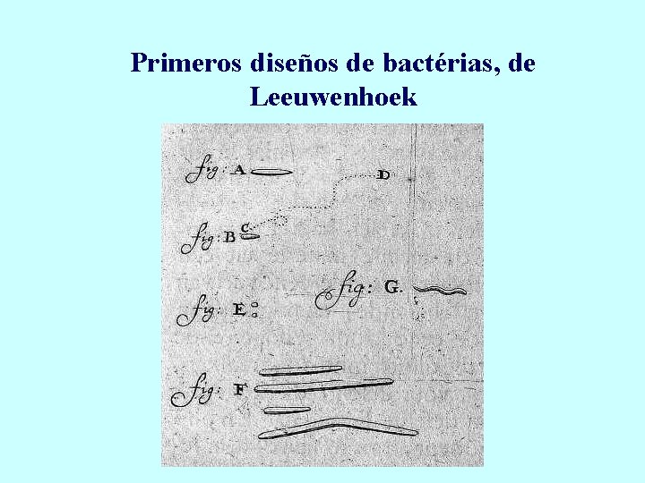 Primeros diseños de bactérias, de Leeuwenhoek 