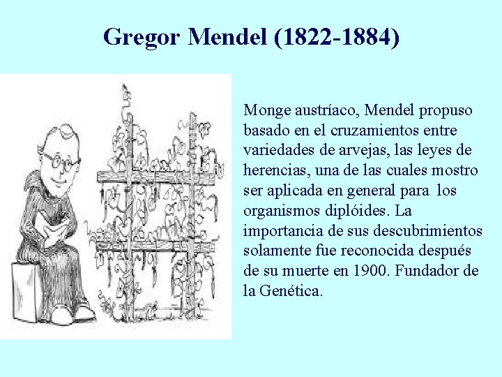 Gregor Mendel (1822 -1884) Monge austríaco, Mendel propuso basado en el cruzamientos entre variedades