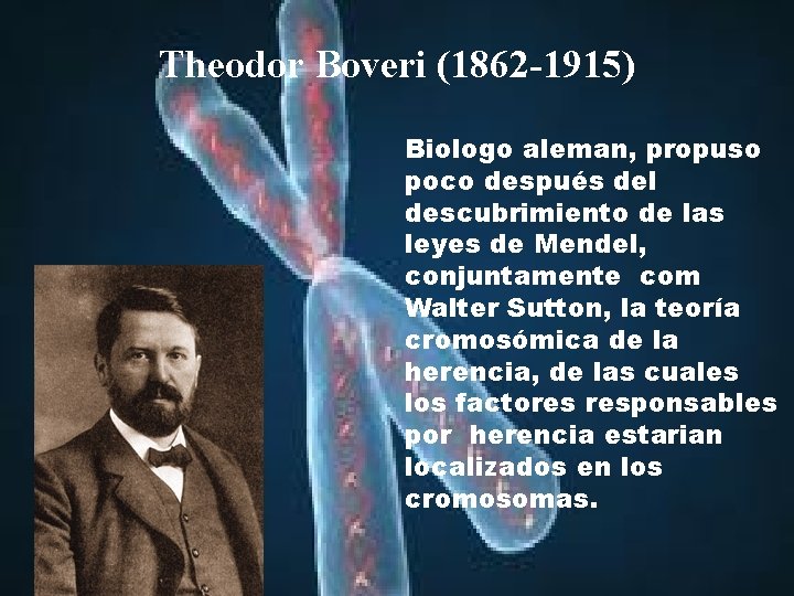 Theodor Boveri (1862 -1915) Biologo aleman, propuso poco después del descubrimiento de las leyes