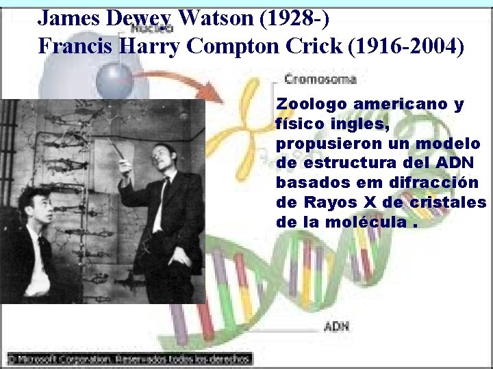 James Dewey Watson (1928 -) Francis Harry Compton Crick (1916 -2004) Zoologo americano y