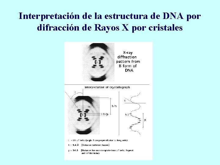 Interpretación de la estructura de DNA por difracción de Rayos X por cristales 