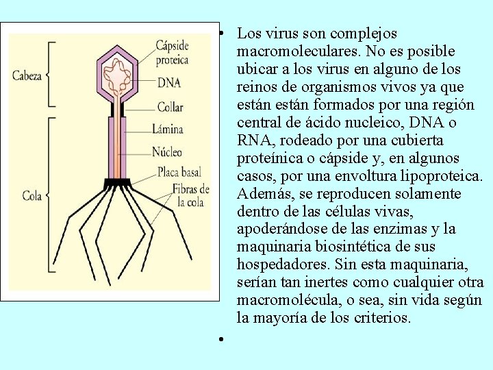  • Los virus son complejos macromoleculares. No es posible ubicar a los virus