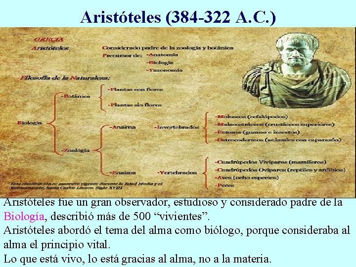 Aristóteles (384 -322 A. C. ) Aristóteles fue un gran observador, estudioso y considerado