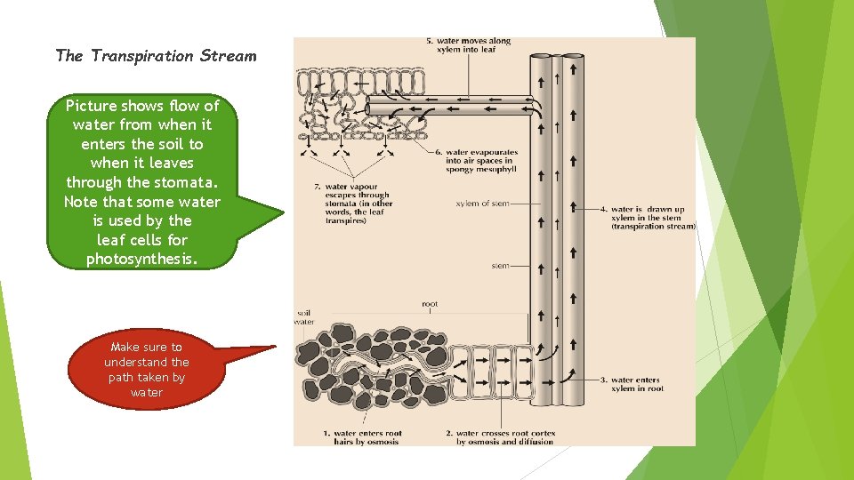 The Transpiration Stream Picture shows flow of water from when it enters the soil