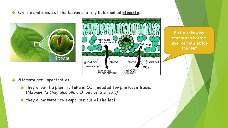  On the underside of the leaves are tiny holes called stomata. Picture showing